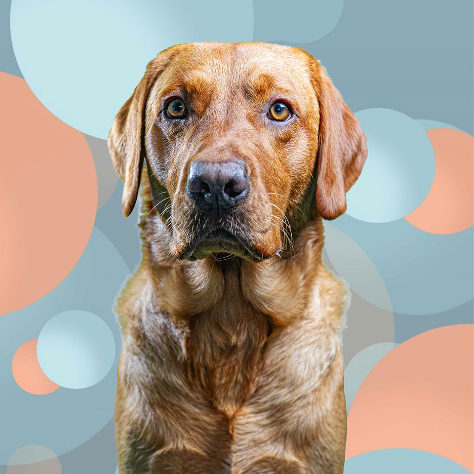 Fozzie profile shot